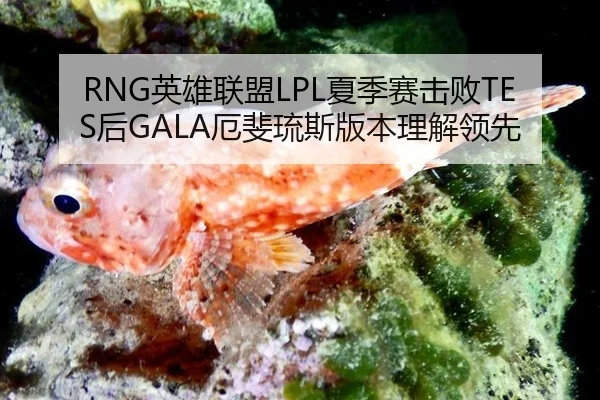 RNG英雄联盟LPL夏季赛击败TES后GALA厄斐琉斯版本理解领先